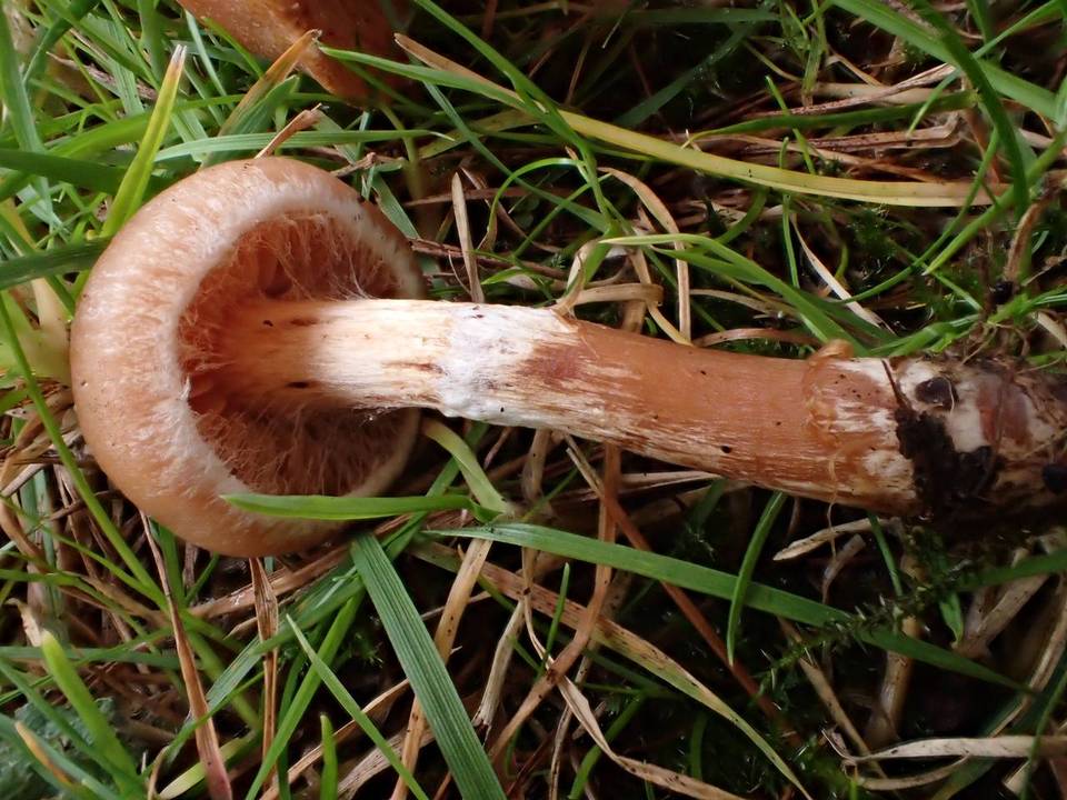 Cortinarius hinnuleus image