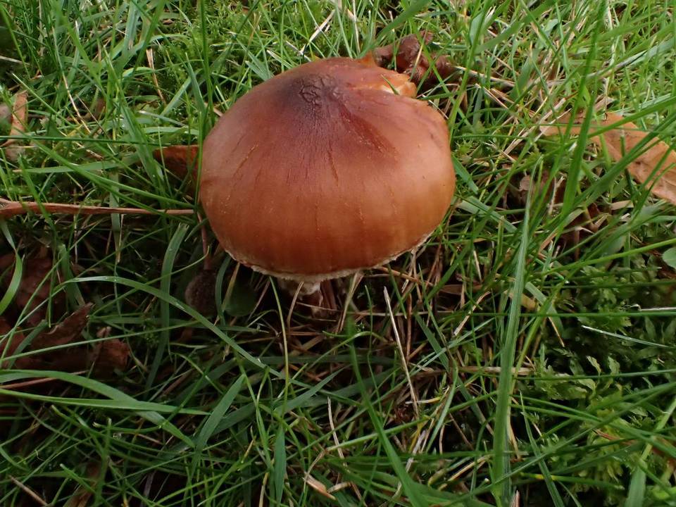 Cortinarius hinnuleus image