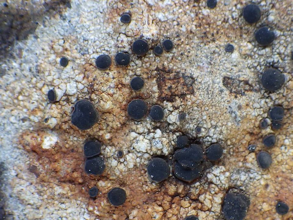 Lecidea lapicida image