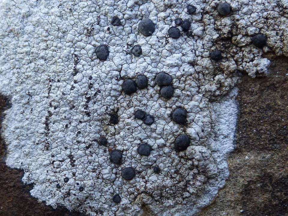 Porpidia macrocarpa f. macrocarpa image