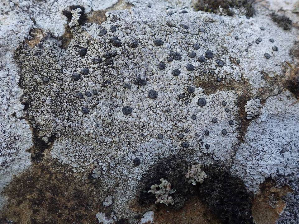 Porpidia macrocarpa f. macrocarpa image