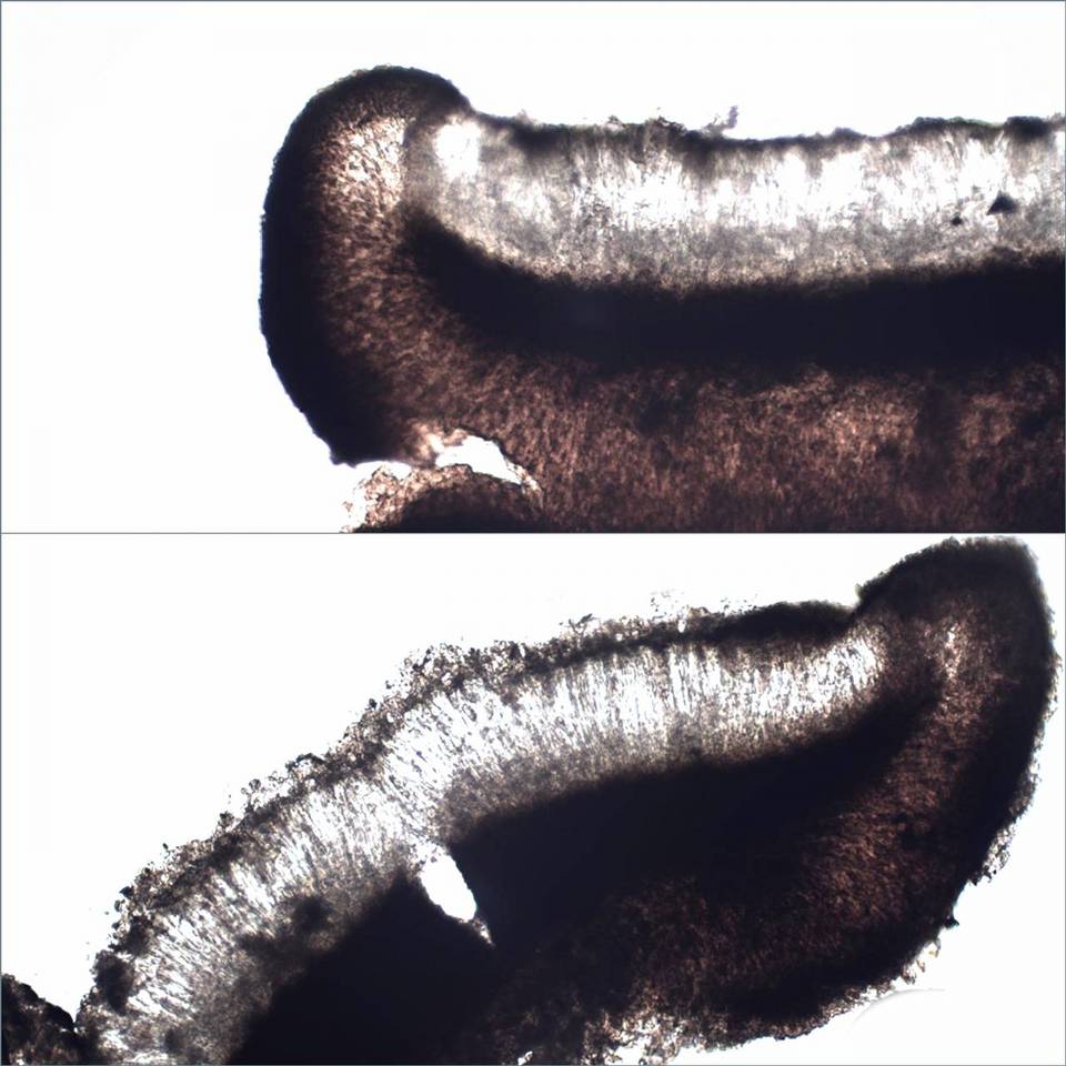 Porpidia macrocarpa f. macrocarpa image