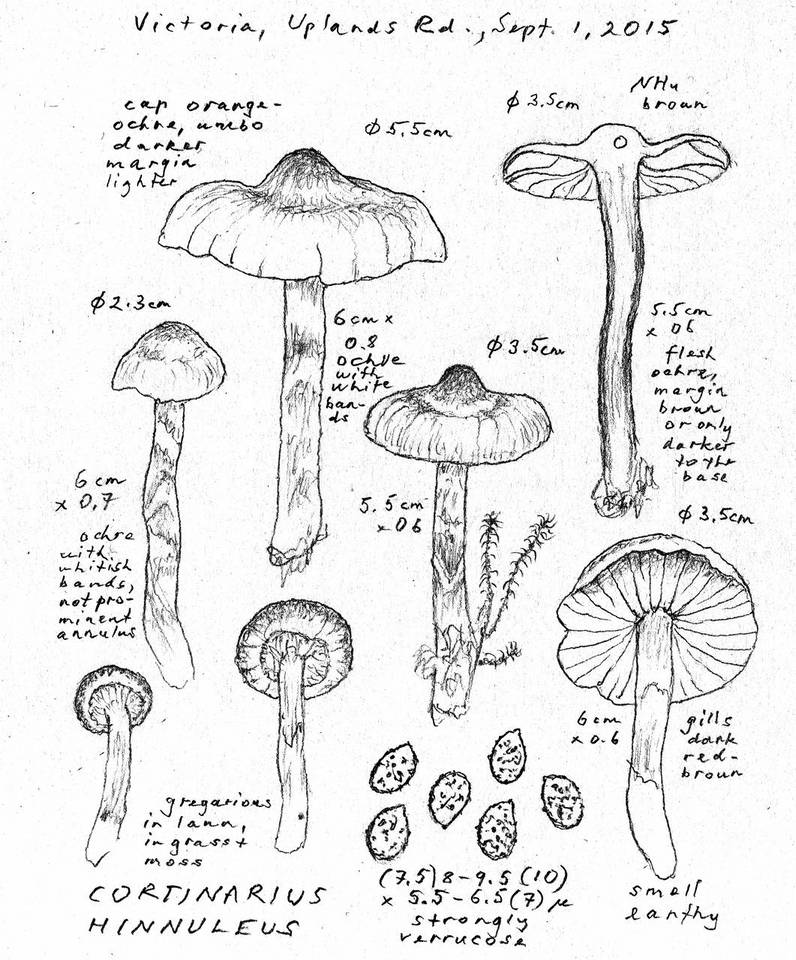 Cortinarius hinnuleus image