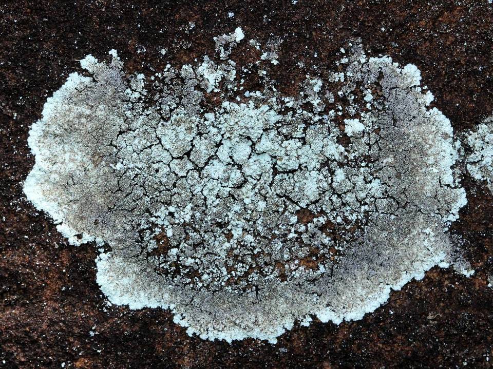 Lepraria cryophila image