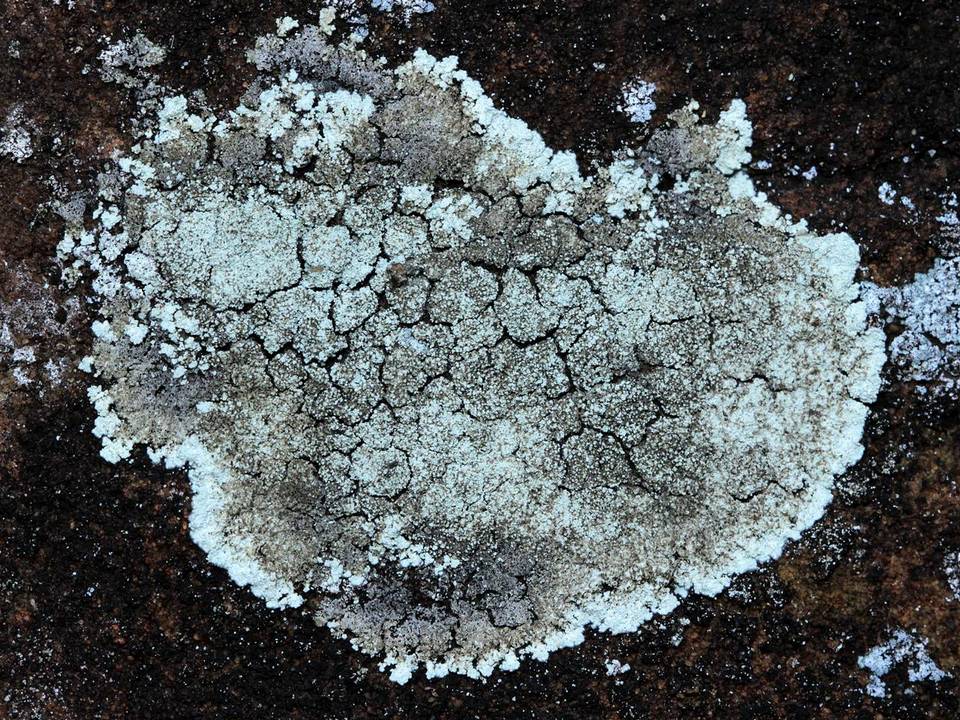 Lepraria cryophila image