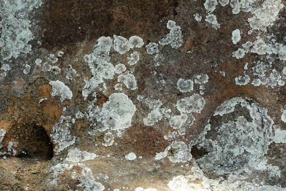 Lepraria cryophila image