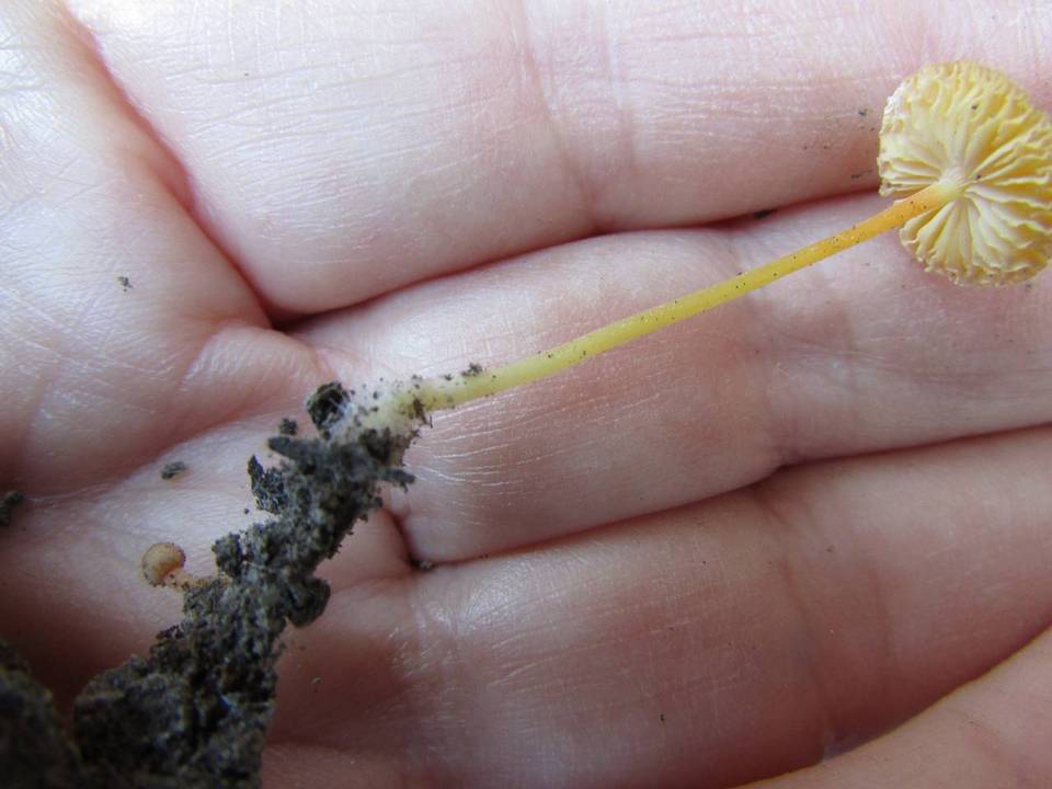 Mycena crocea image