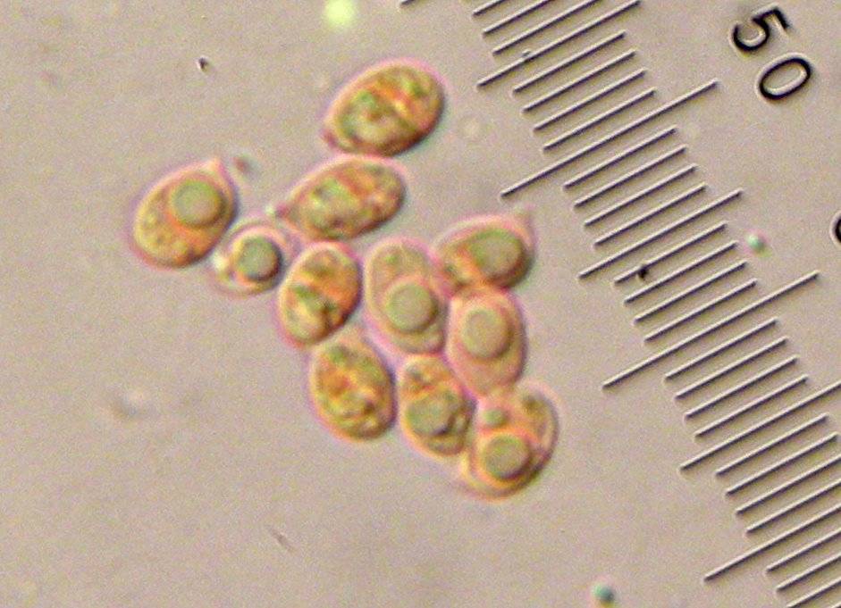 Harmajaea harperi image