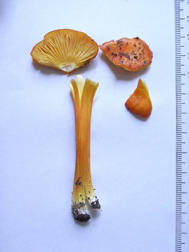 Hygrocybe acutoconica f. japonica image