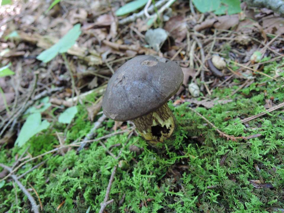 Retiboletus nigerrimus image