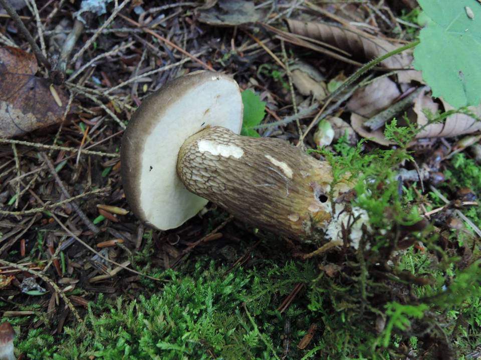 Retiboletus nigerrimus image