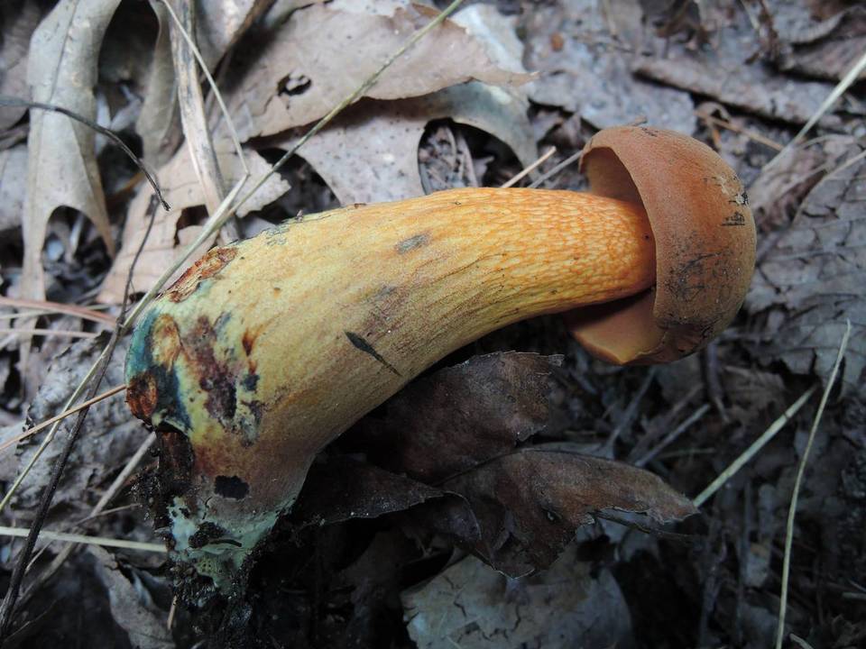Boletus luridus var. luridus image