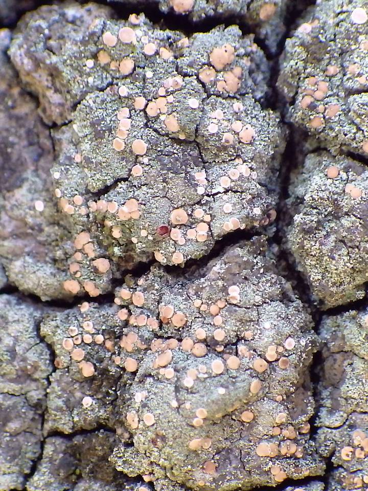 Bacidia rosella image