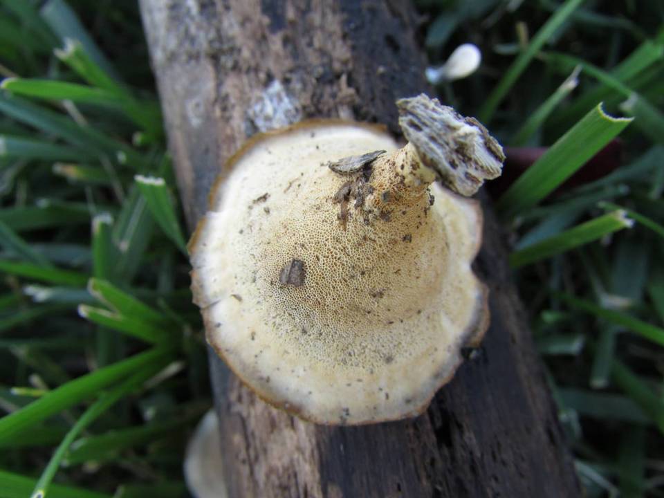 Microporellus dealbatus image
