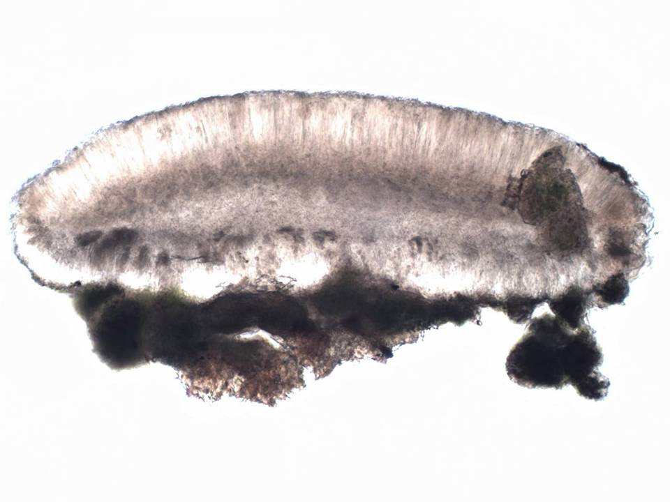 Bacidia rosella image