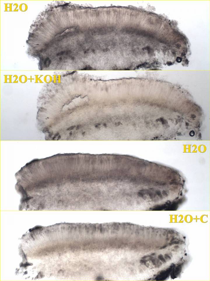Bacidia rosella image