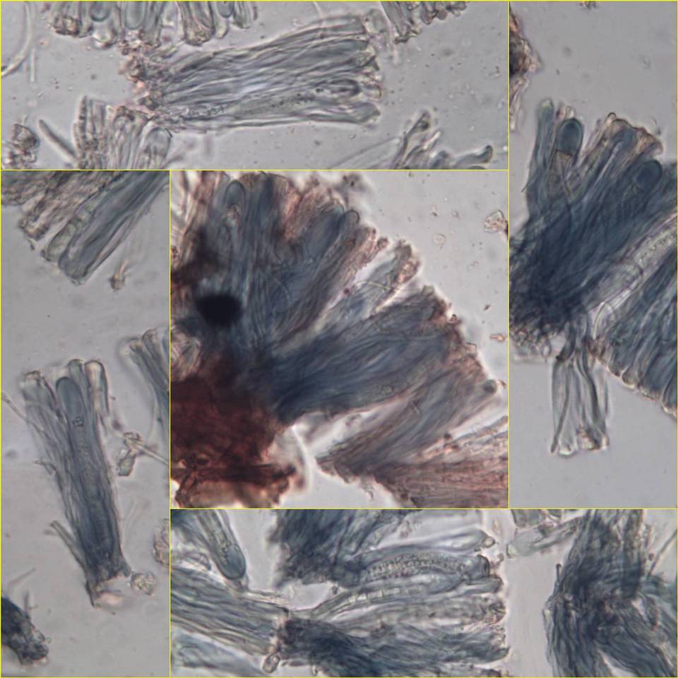 Bacidia rosella image