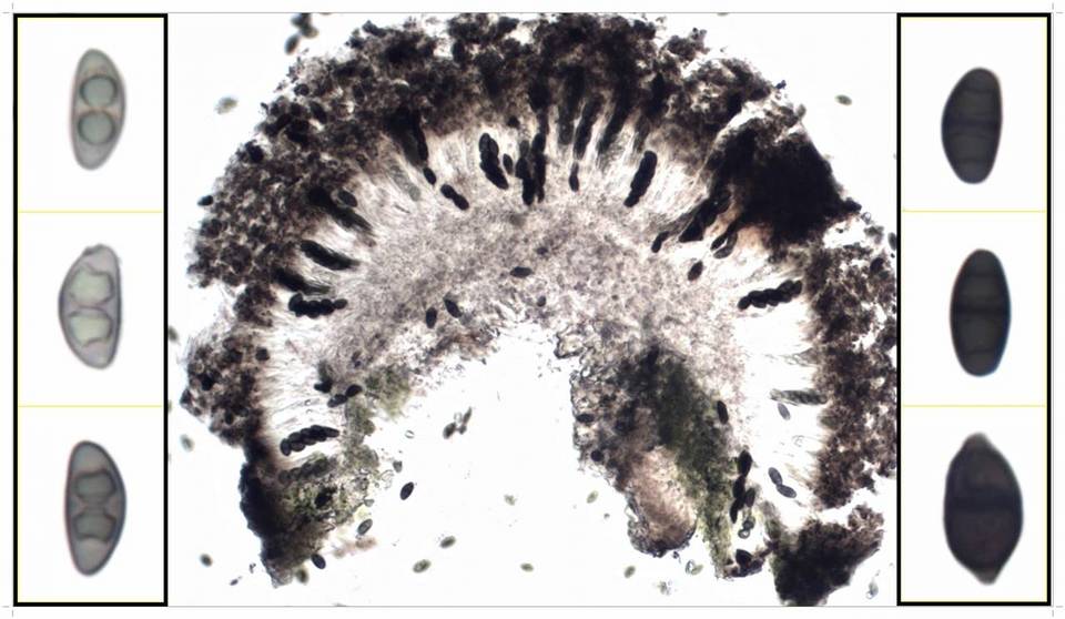 Rinodina confragosa image