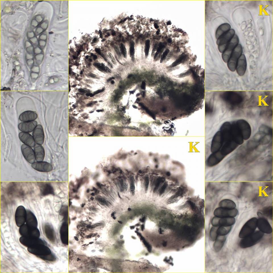 Rinodina confragosa image