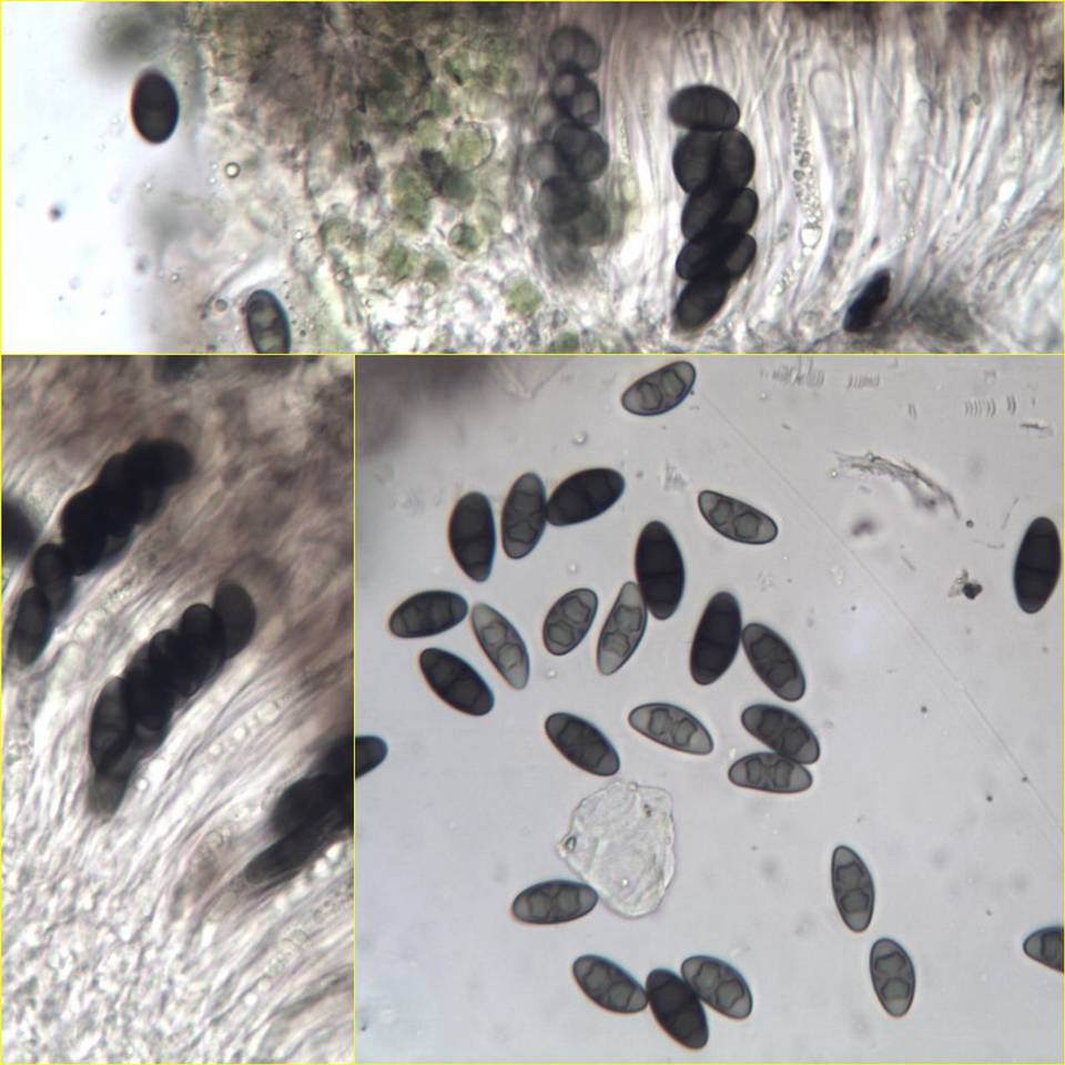 Rinodina confragosa image