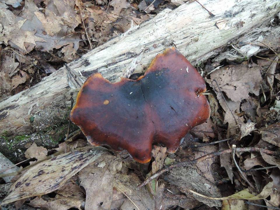 Royoporus badius image
