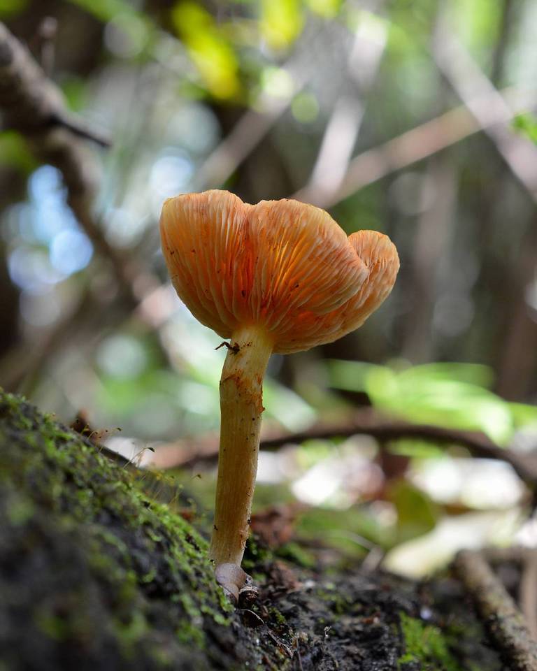Gymnopilus luteoviridis image
