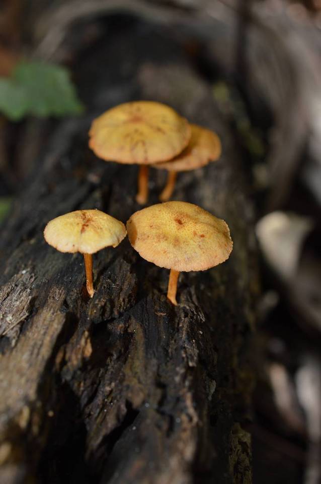 Gymnopilus luteoviridis image