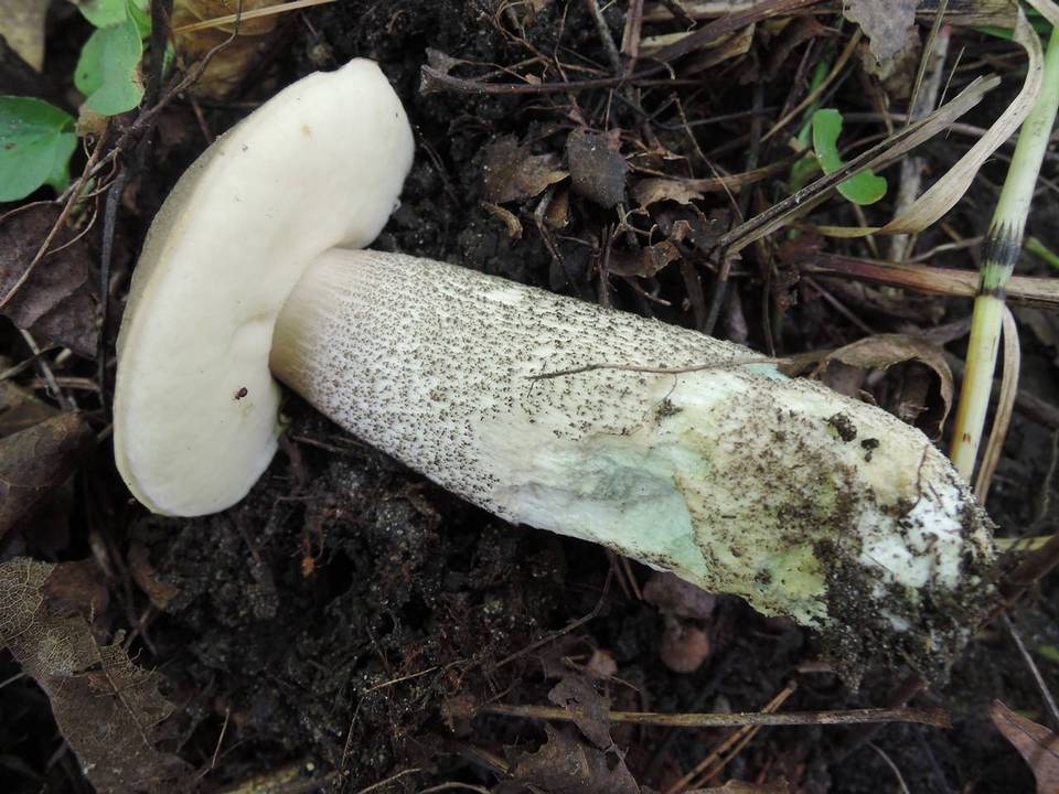Leccinum duriusculum image