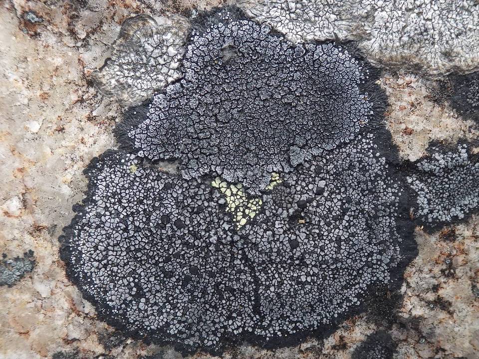 Rhizocarpon badioatrum var. badioatrum image