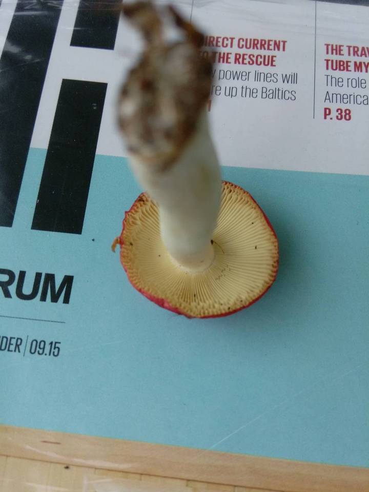 Russula persicina image