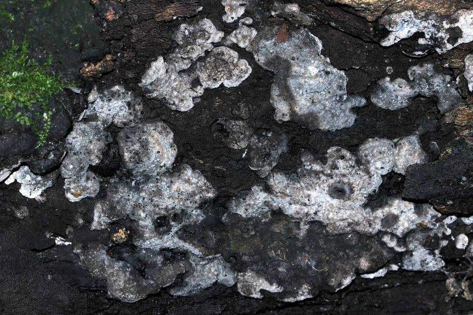Kretzschmaria milleri image