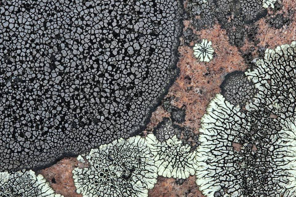 Rhizocarpon disporum image