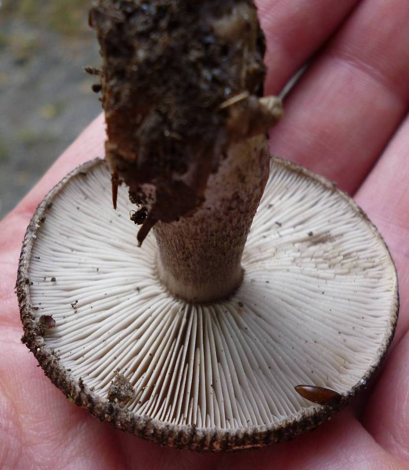 Tricholoma atrosquamosum var. squarrulosum image