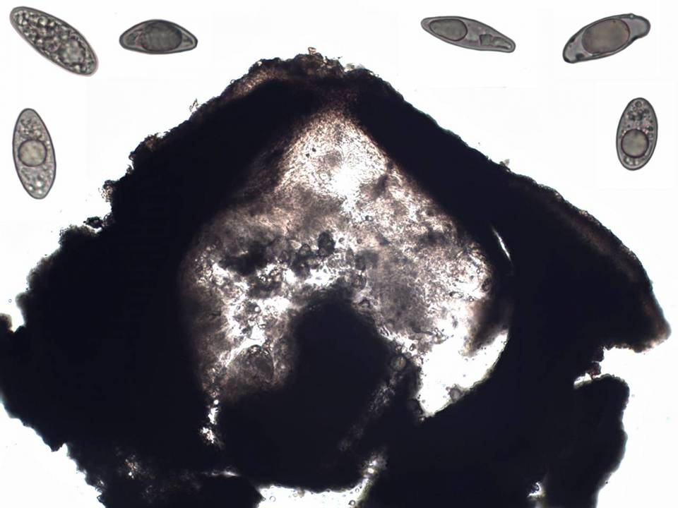 Verrucaria macrostoma f. macrostoma image