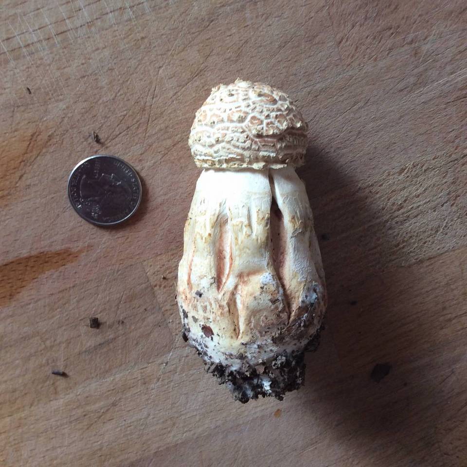 Amanita ravenelii image