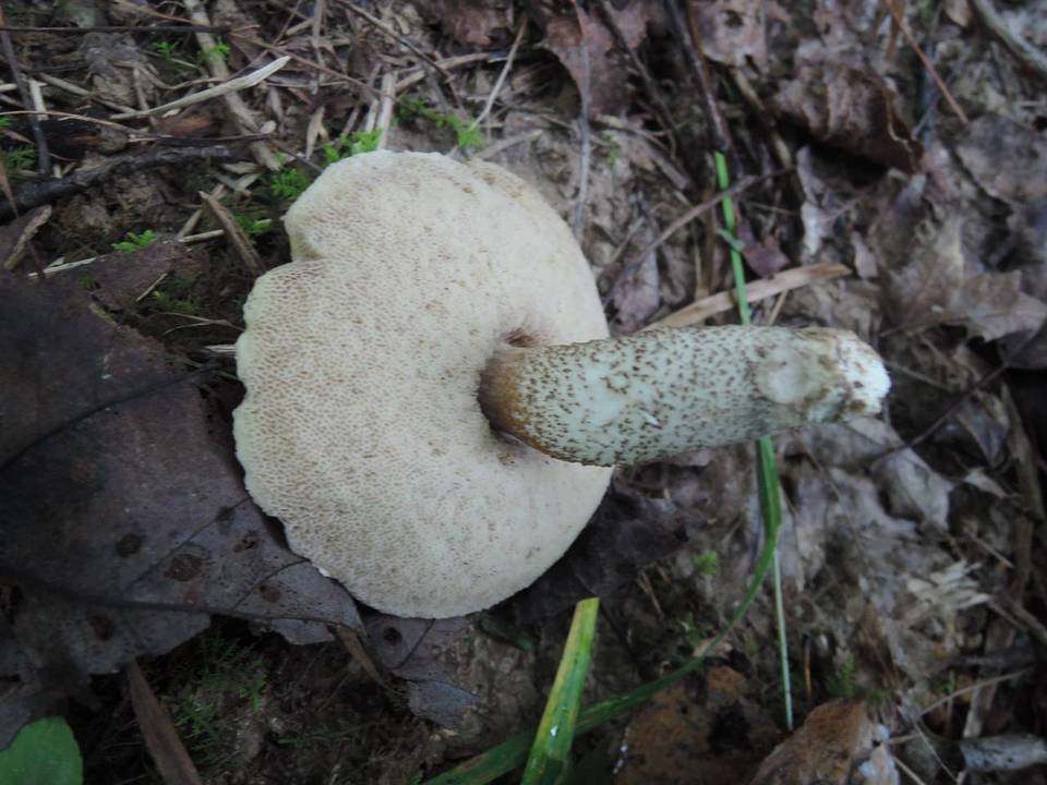 Leccinum rimulosum image