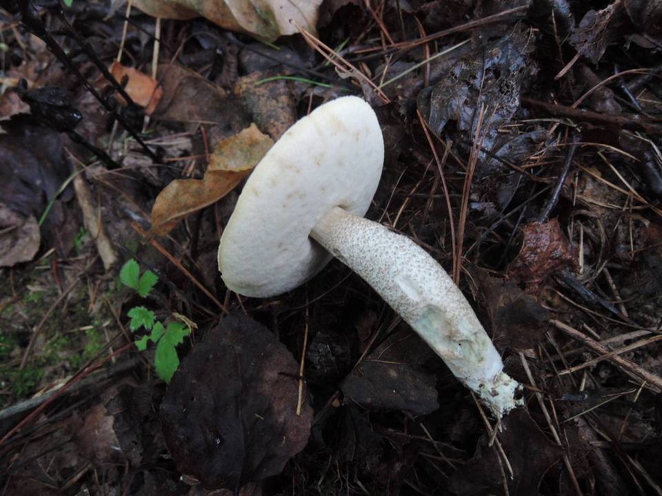 Leccinum rimulosum image