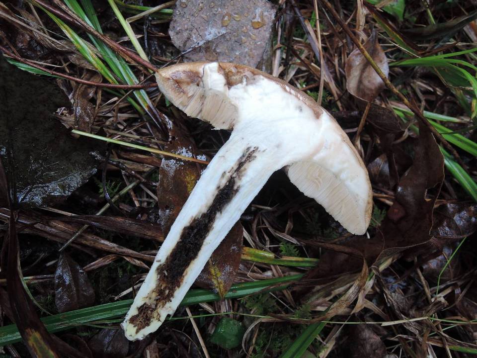 Leccinum rimulosum image