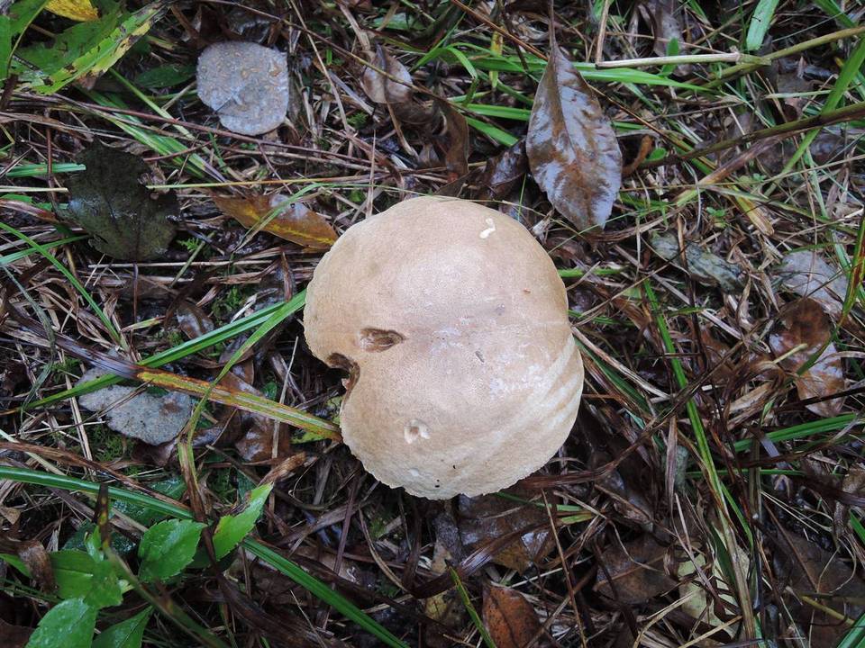 Leccinum rimulosum image