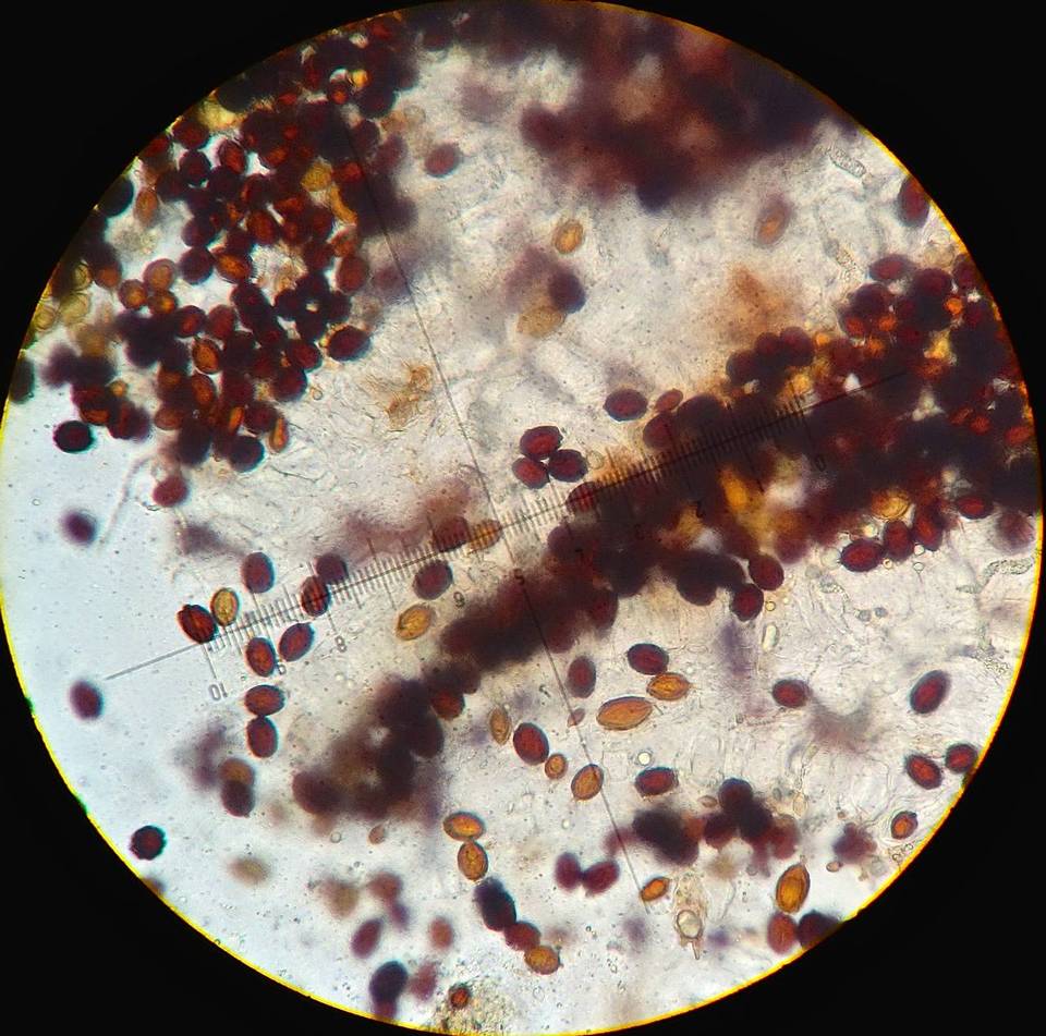 Chamonixia brevicolumna image
