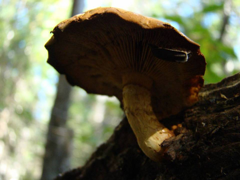 Gymnopilus luteus image