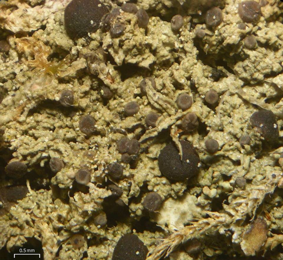 Mycobilimbia image