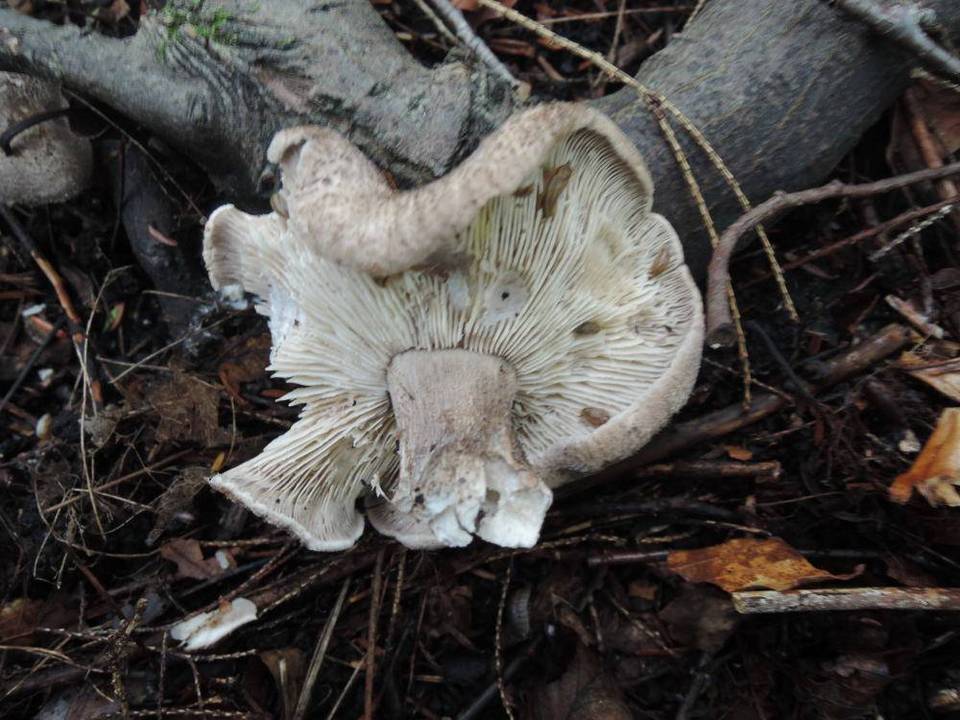 Tricholoma michiganense image