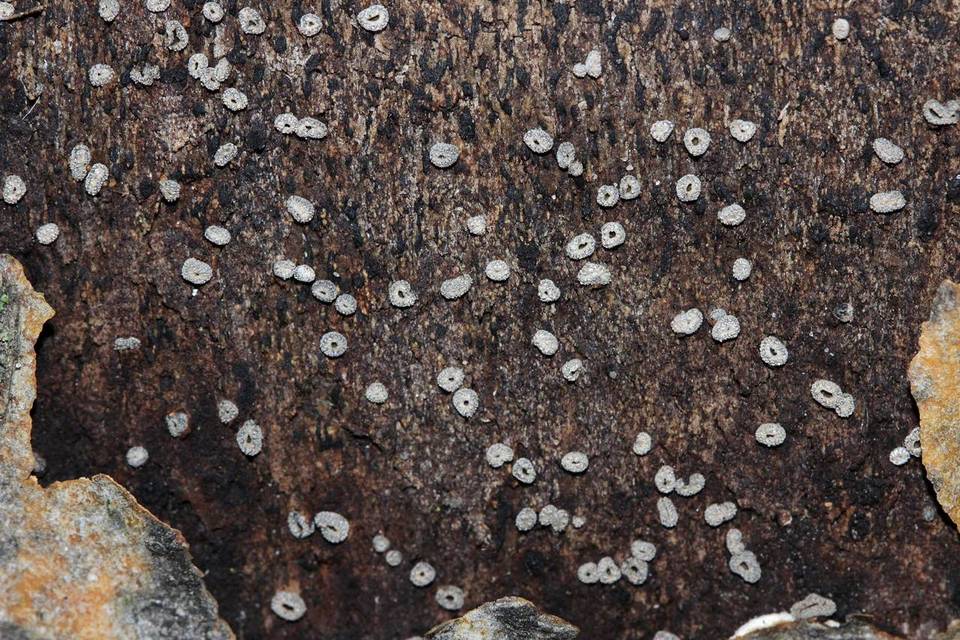 Sclerencoelia pruinosa image