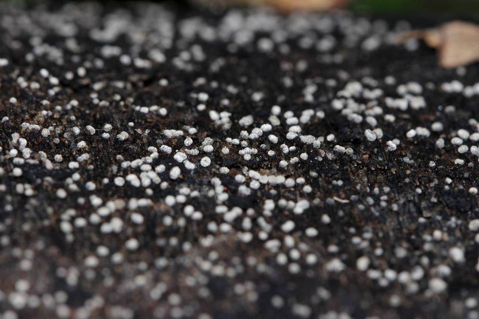 Sclerencoelia pruinosa image