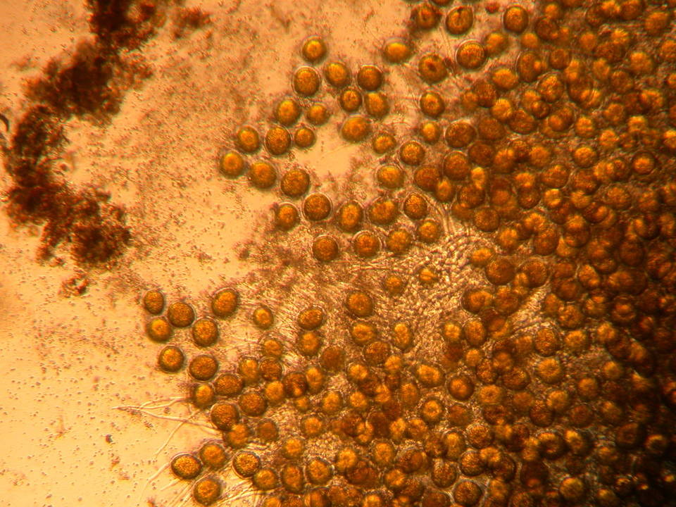 Endogone pisiformis image