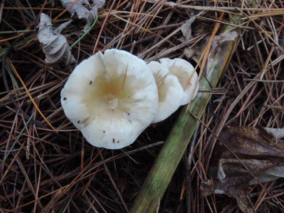 Clitocybe subclavipes image
