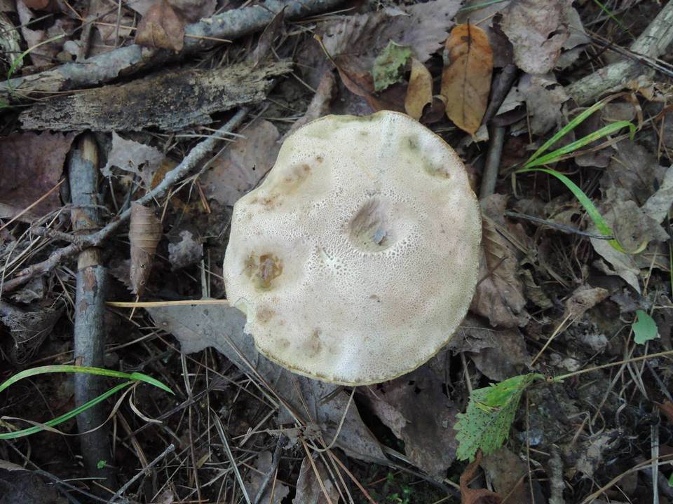 Leccinum rimulosum image
