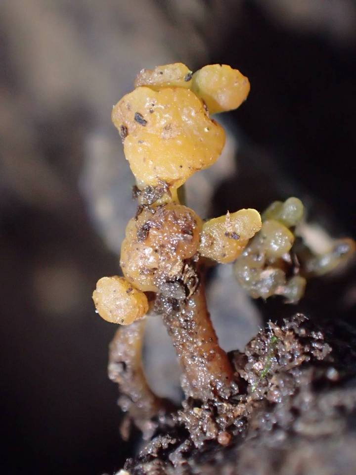 Calocera arborea image