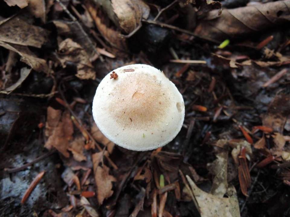 Hebeloma cylindrosporum image
